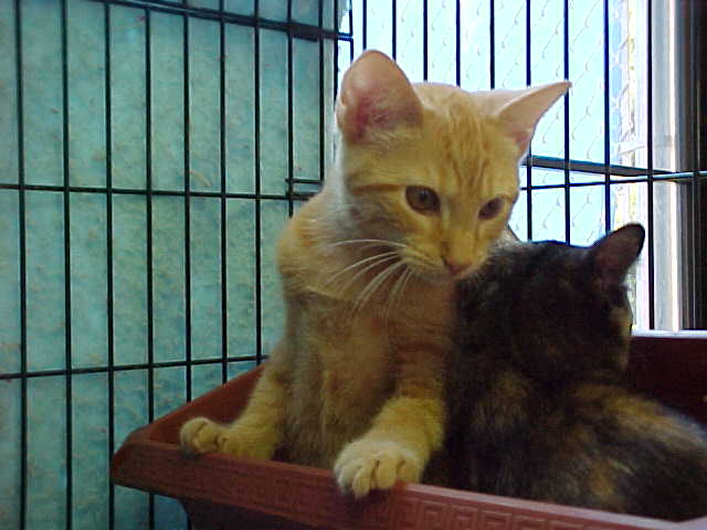 Parkay at shelter