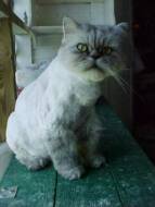 Percy with his new Lion's Cut