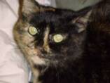 Ivy Leigh--tender, old Tortie gal.