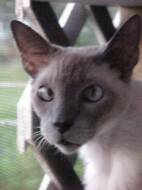 Abraham:  15 yr old Siamese.  Human Died then Guardian passed.  Thrown outside to fend for himself.