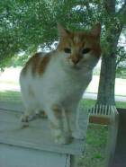 Purrever's newest resident, 14 yr old Desting