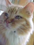 Ellington, 16, victim of suicide, Feline Eye Herpes