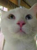 Isabelle's third eye showed up showing signs of distress--unresolved as of now