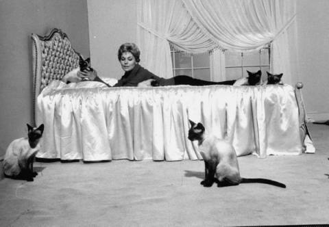 kim novak cat celebrity cats kim novak cat celebrity cats