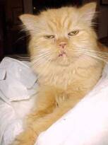 Puff waiting for me to snuggle with him