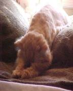 Puff napping in the sunlight