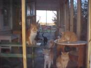 Cats enjoying some fresh air in their new donated screened in porch.  Thank you Jim Gehringer & Chuck O'Kelly!